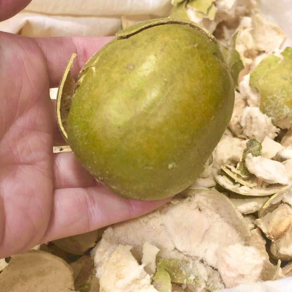 Green Monk Fruit (Dried)- Siraitia grosvenorii